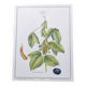 Botanical illustration -Soybean- Engraving of medicinal plants and flowers. Pastels by C. Michaut