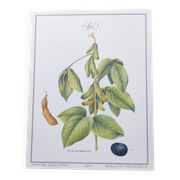 Botanical illustration -Soybean- Engraving of medicinal plants and flowers. Pastels by C. Michaut