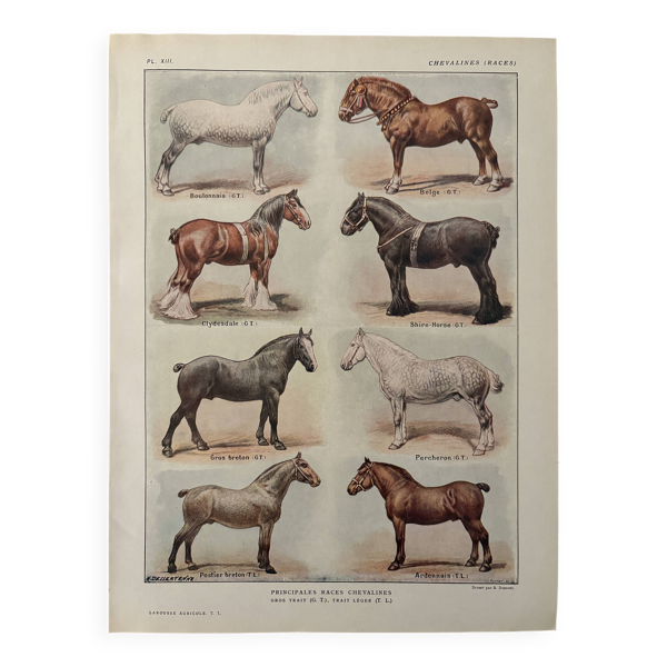Lithographie sur les races de chevaux - 1920 — Beyit