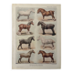 Lithograph on horse breeds - 1920