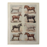 Lithographie sur les races de chevaux - 1920