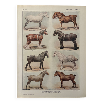 Lithograph on horse breeds - 1920