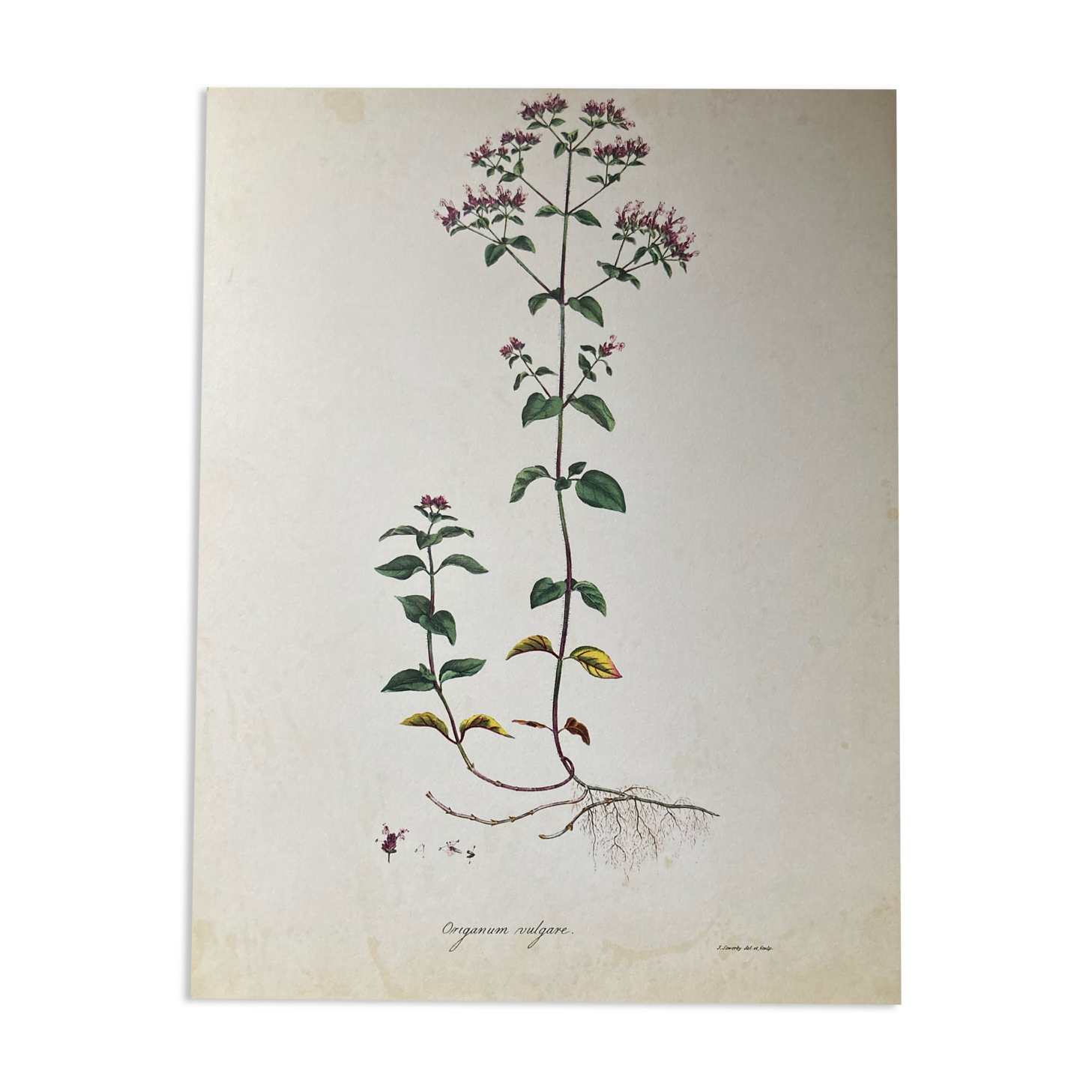 Affiche botanique Origanum vulgare