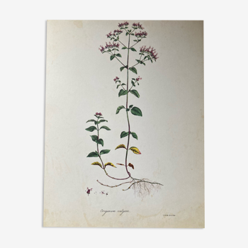 Affiche botanique Origanum vulgare