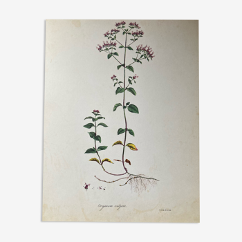 Botanical poster Origanum vulgare