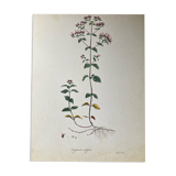 Botanical poster Origanum vulgare