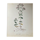 Affiche botanique Origanum vulgare
