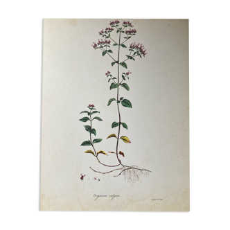 Affiche botanique Origanum vulgare