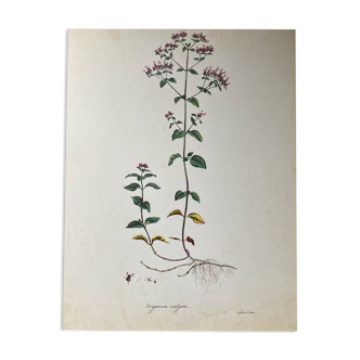 Botanical poster Origanum vulgare