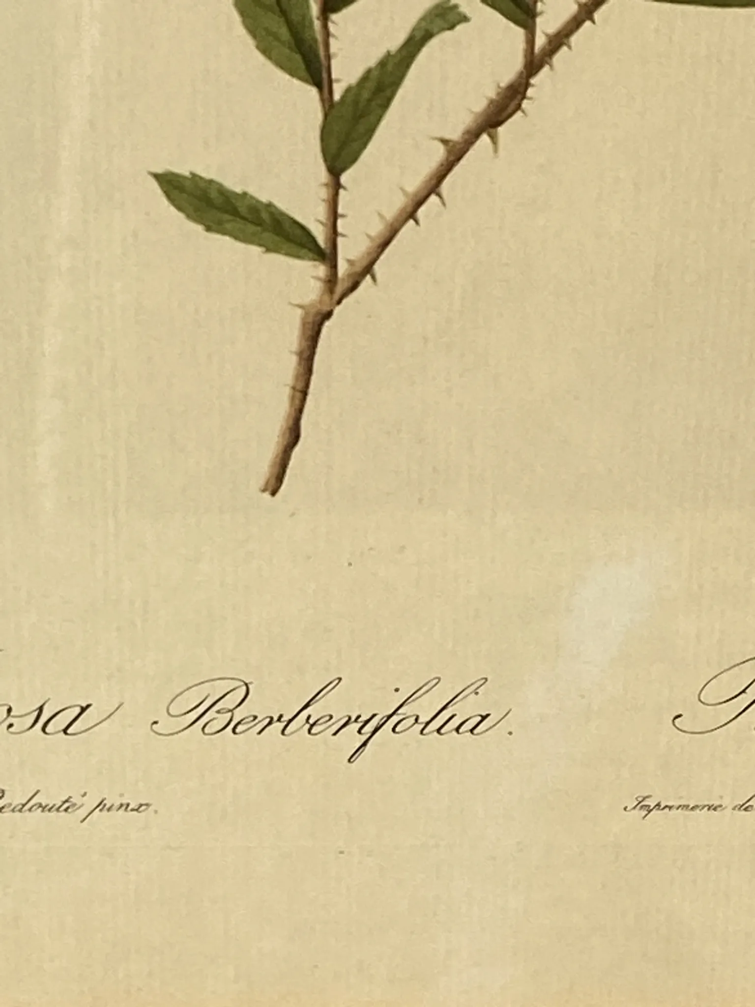 Botanical print, Rose, J-P Redouté