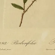 Botanical print, Rose, J-P Redouté