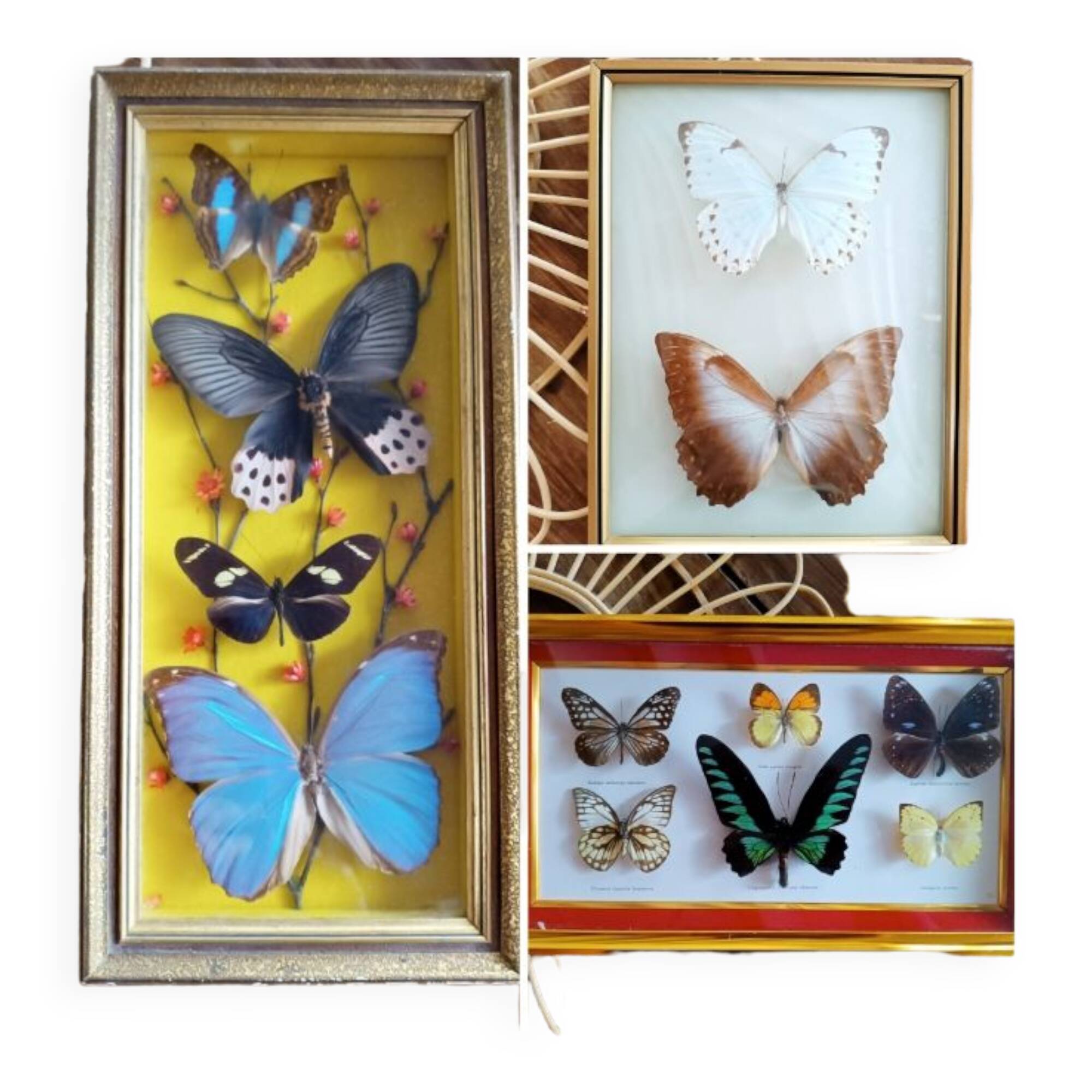 Three vintage butterfly frames