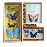 Three vintage butterfly frames
