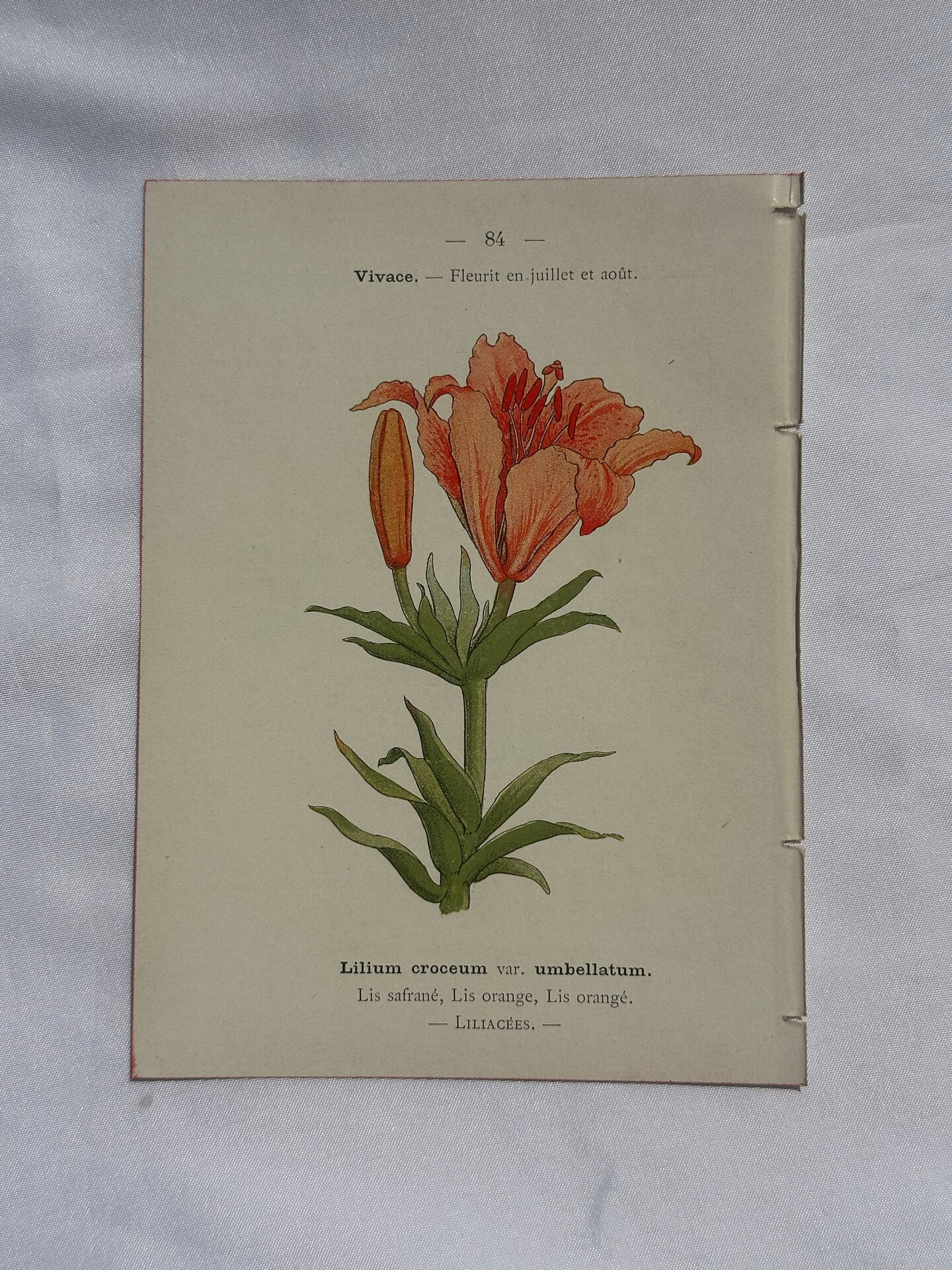 Botanical plate engraving flower 1800 double-sided coloured