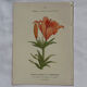 Botanical plate engraving flower 1800 double-sided coloured