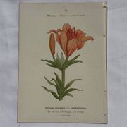 Planche botanique, gravure fleur double face, 1800