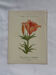 Botanical plate engraving flower 1800 double-sided coloured