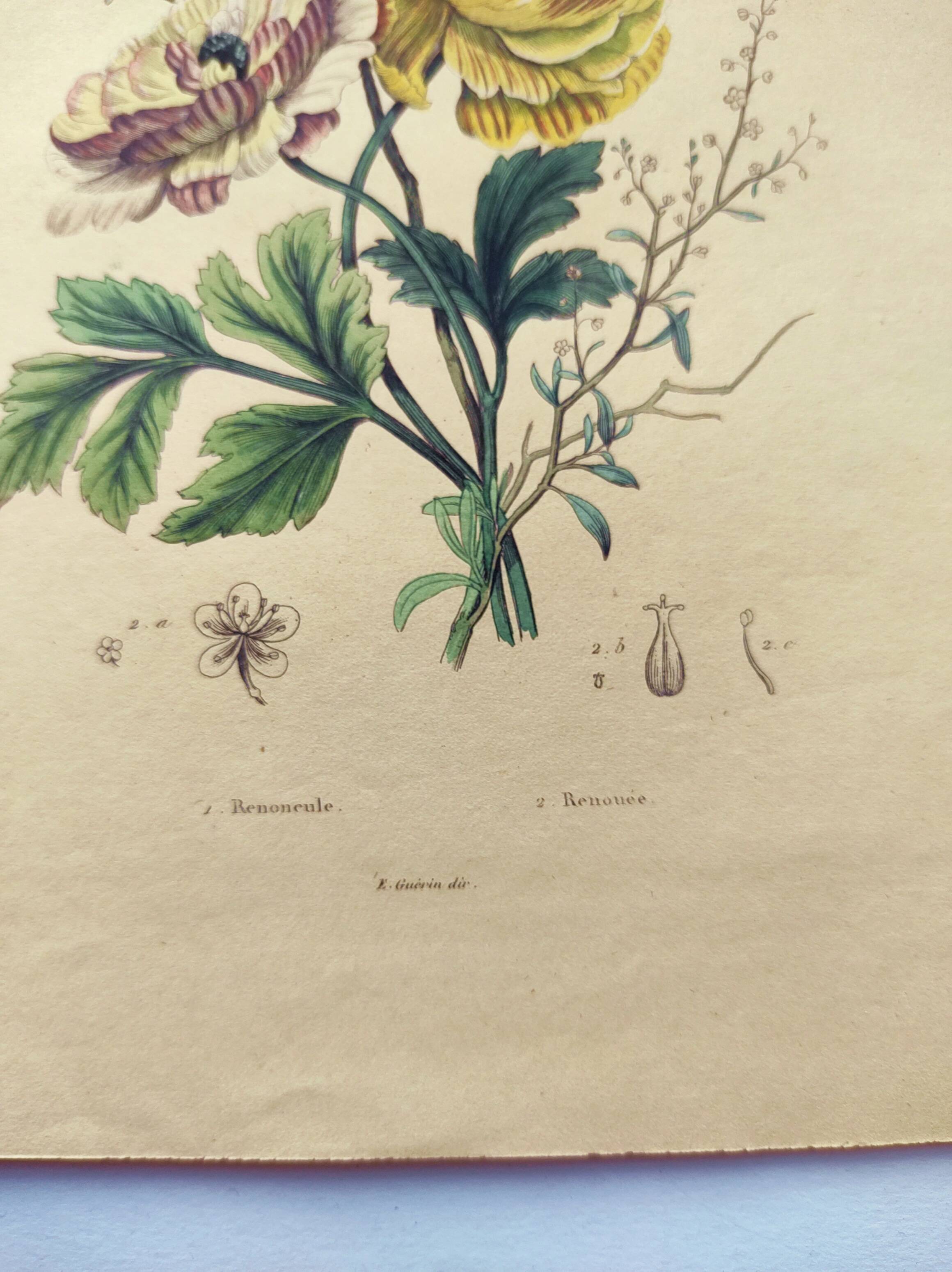 Original from 1839 - Buttercup and Knotweed - Hand-colored botanical plate. Antique engraving