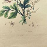 Original de 1839 -Renoncule et Renoué- Planche coloriée à la main botanique. Gravure ancienne
