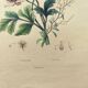 Original from 1839 - Buttercup and Knotweed - Hand-colored botanical plate. Antique engraving