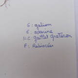 Set of 6 herbarium boards