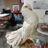 Peacock tail dove