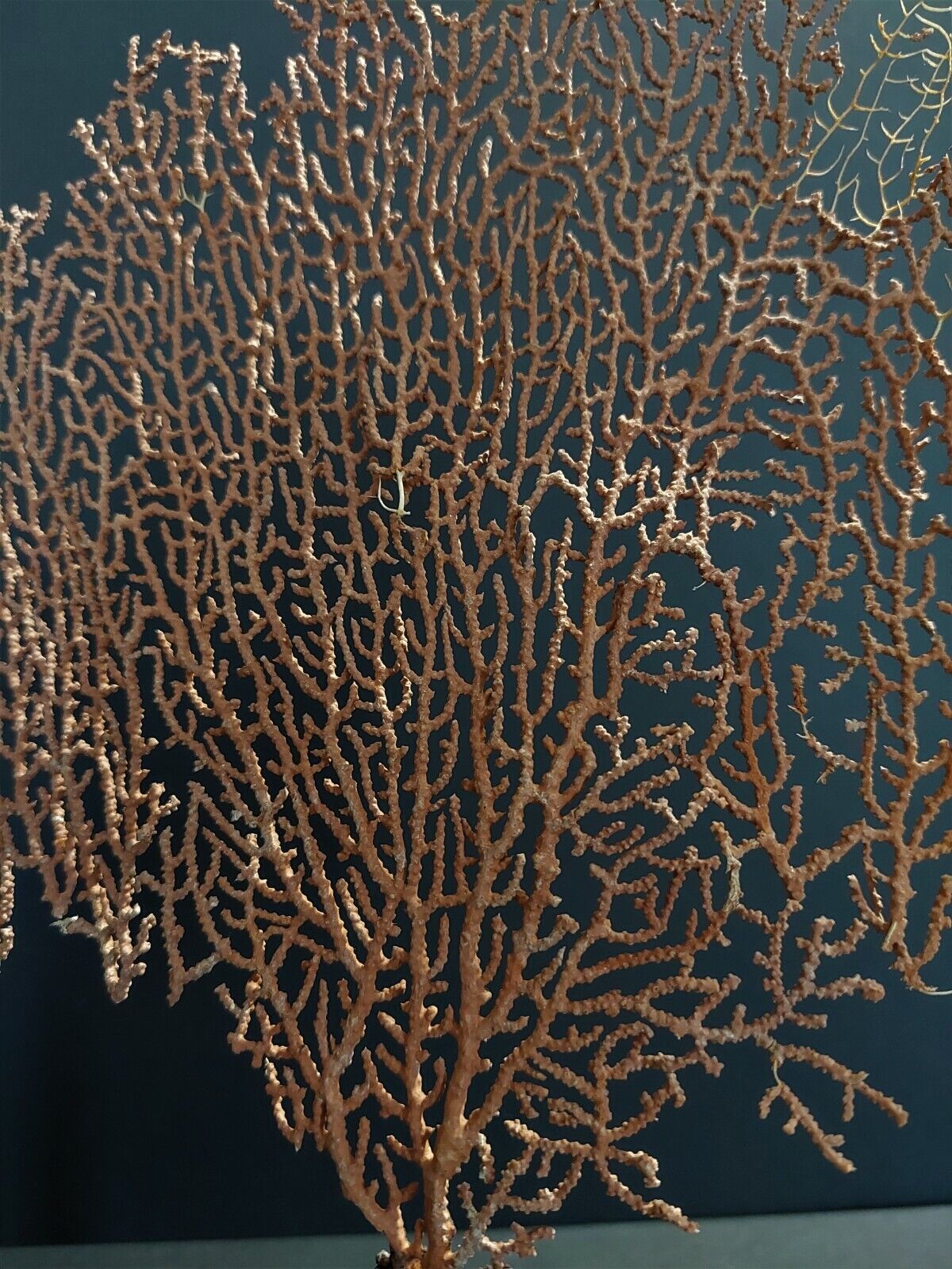 Cabinet of Curiosities red gorgon paramuricea clavata on base