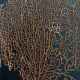 Cabinet of Curiosities red gorgon paramuricea clavata on base