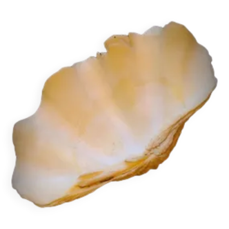 Real clam shell