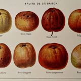 Lithograph on cider apples - 1920