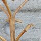 Coat rack parrot in rattan and bamboo