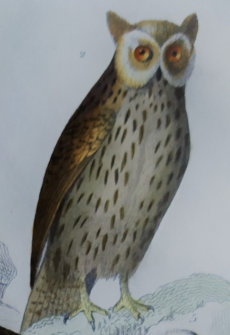 Original Ornithological plate " Ecorcheur - Grand Duke - &c... " Buffon (1836)