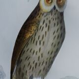 Original Ornithological plate " Ecorcheur - Grand Duke - &c... " Buffon (1836)