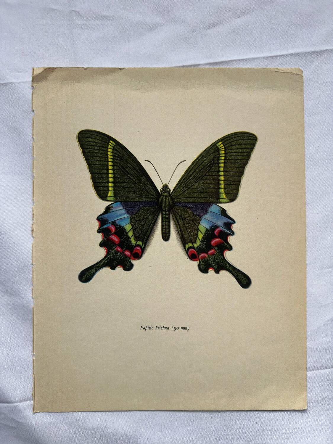 Gravure papillon déco vintage planche botanique naturaliste