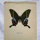 Vintage butterfly print botanical naturalist board