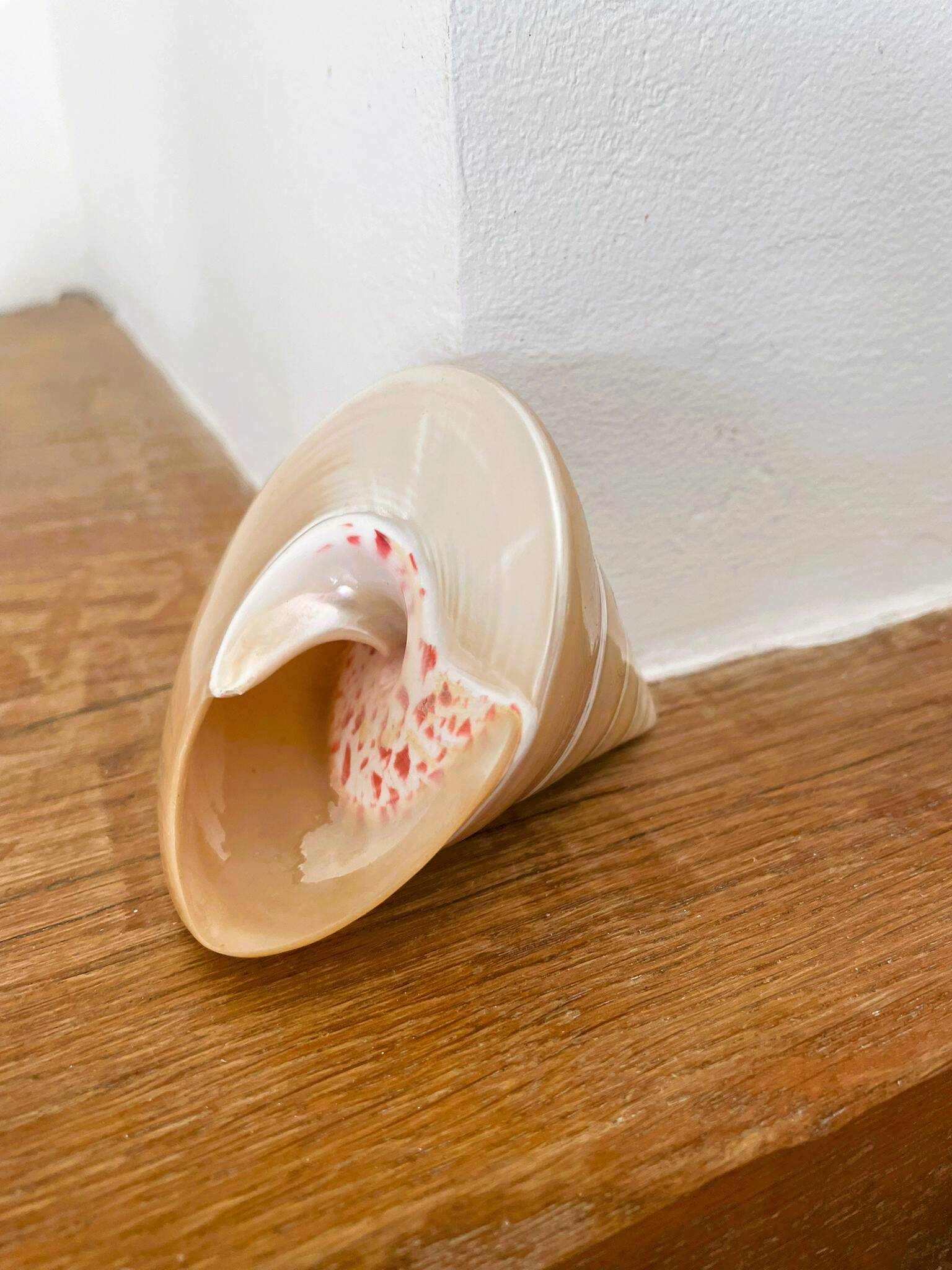 Petit coquillage : Trochus