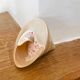 Petit coquillage : Trochus