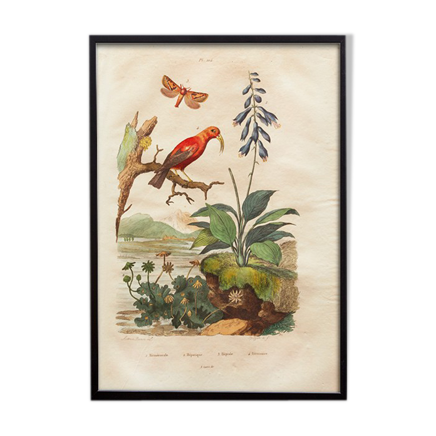 Vintage animal engraving - Buffon 1850