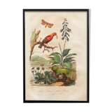 Vintage animal engraving - Buffon 1850