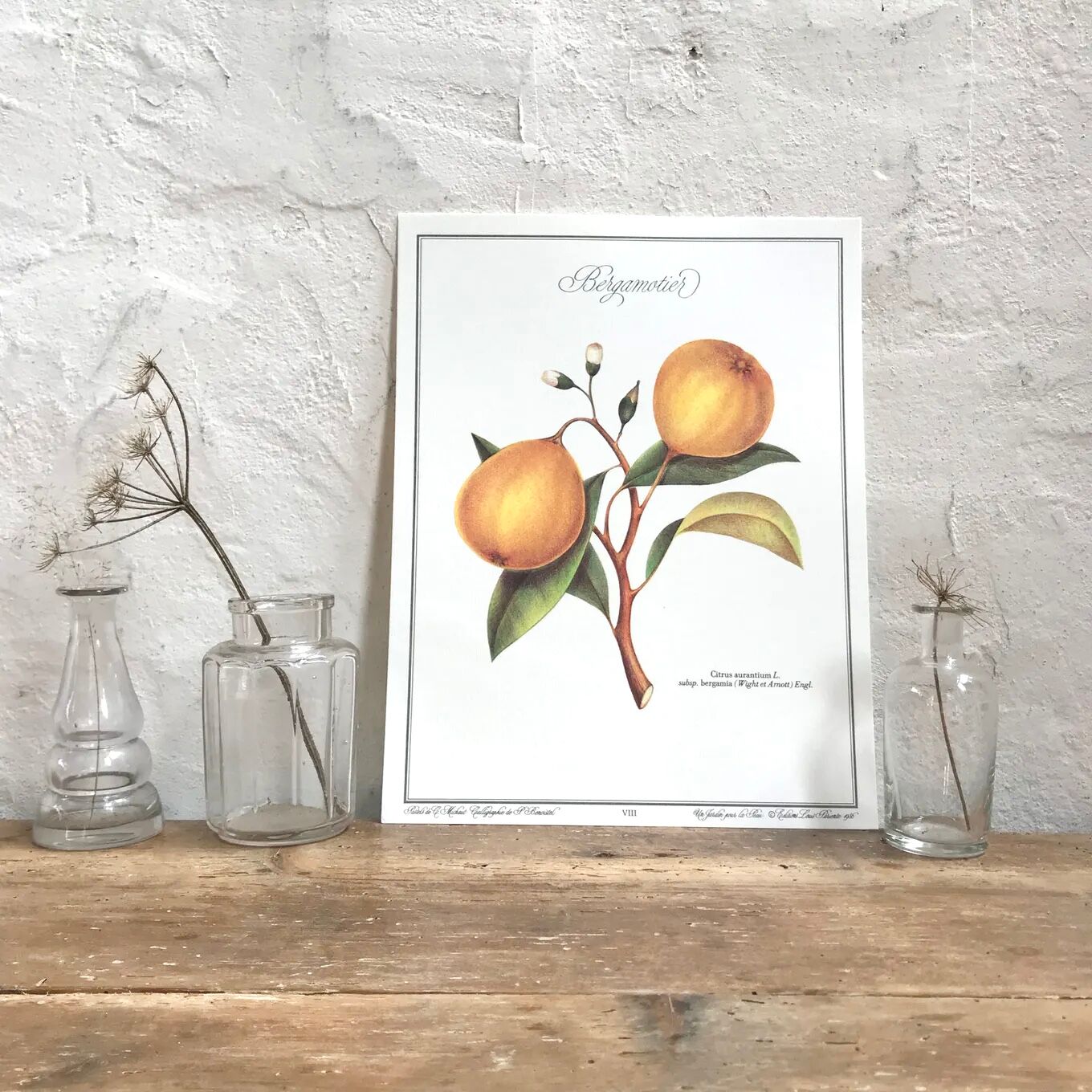 Botanical plank the bergamot