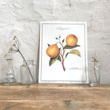 Botanical plank the bergamot