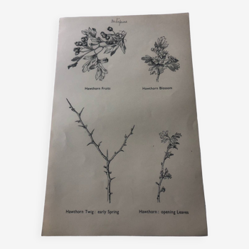 Hawthorn botanical poster board