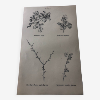Planche Affiche botanique aubépine