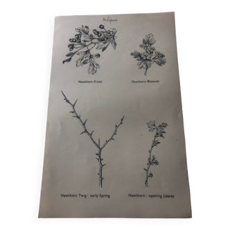 Hawthorn botanical poster board