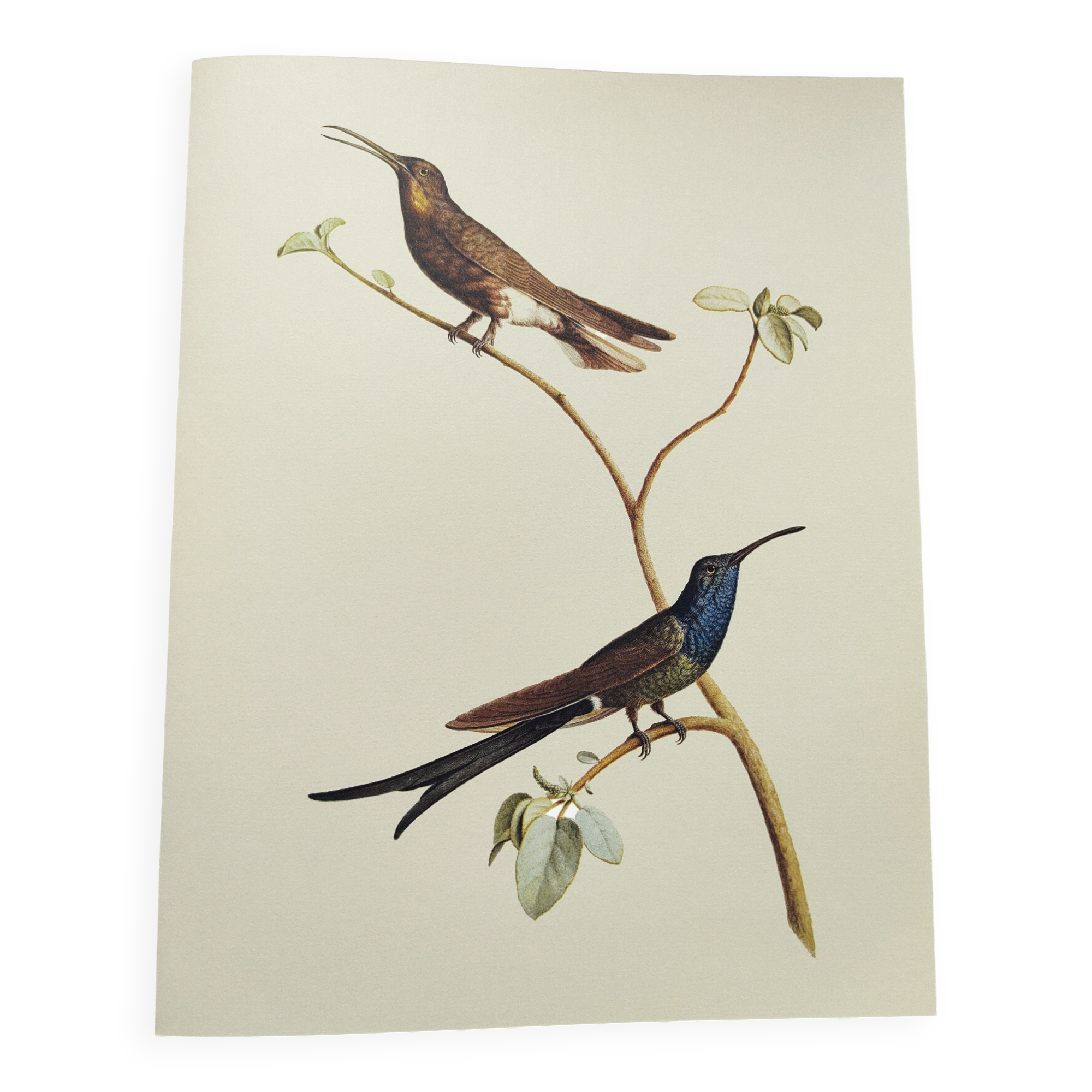 Old plate - Swallow-tailed Hummingbird - Zoological illustration of birds