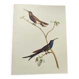 Illustration zoologique colibri à queue d'hirondelle