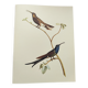 Old plate - Swallow-tailed Hummingbird - Zoological illustration of birds