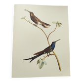 Illustration zoologique colibri à queue d'hirondelle