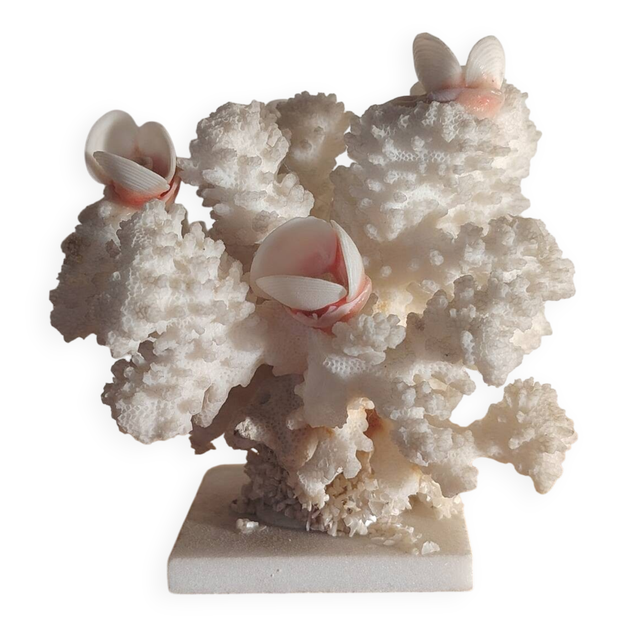 Antique white coral adorned with pink seashells
