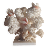 Antique white coral adorned with pink seashells